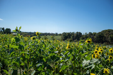 Fototapeta na wymiar Sunflower Field with sky 