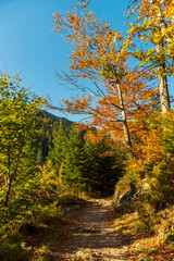 autumn in the forest