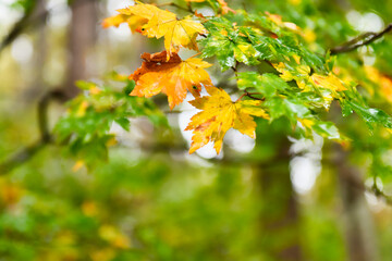 雨に濡れたもみじ