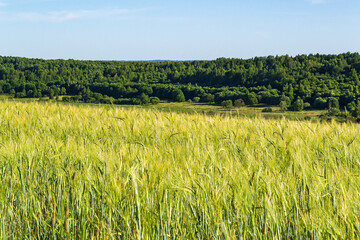 landscape wheat field
