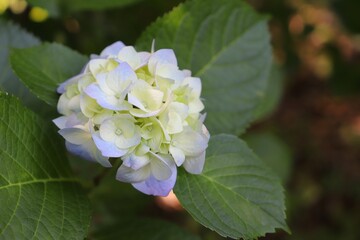 護摩堂山のあじさい（新潟県田上町）