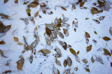 Fallen leaves of mountain ash lie on the ground. The first snow.