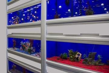 Rows of colorful tropical fish tanks	
