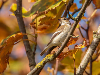 European Pied Flycatcher