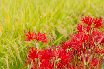 彼岸花と実った稲穂