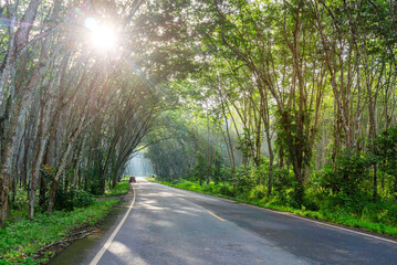 Obraz premium Road in para rubber tree, latex rubber plantation and tree rubber garden