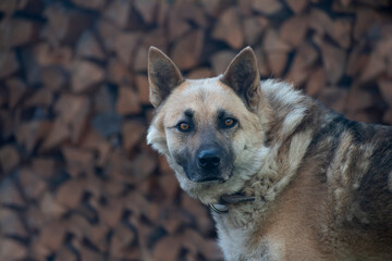 german shepherd portrait