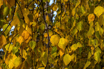 autumn leaves on the tree