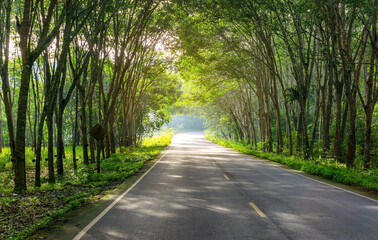 Road in para rubber tree, latex rubber plantation and tree rubber garden