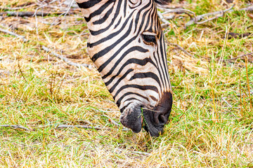 Striped zebra eats grass Kruger National Park safari South Africa.