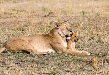 Fototapeta na wymiar A female lion and her cub. Taken in Kenya