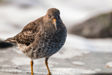 Purple Sandpiper