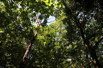 護摩堂山登山道（新潟県田上町）