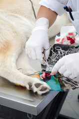 Image of a dogs leg During dewclaw removal in a veterinarian clinic.