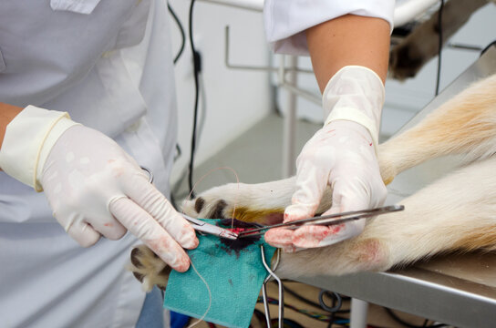 Image of a dogs leg During dewclaw removal in a veterinarian clinic.