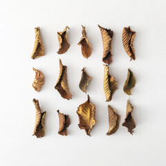 Rows of withered dead autumn or fall leaves on white