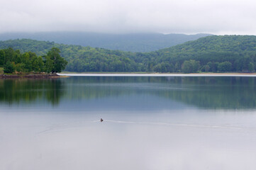 one duck swimming in still lake on foggy summer morning