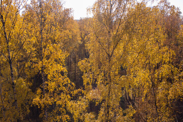 Golden autumn, Treetops from a bird's eye view at sunset, the drone rises above the trees, golden tree crowns, a path in the forest