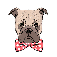 Drawn portrait of a pug dog face. Red bow tie. Pen and ink sketch on white background. Vector isolated illustration pop ar