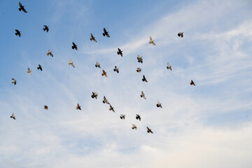 A group of birds flying in the sky