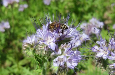 Bee on phacelia flowers in the meadow, closeup