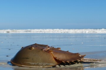 Horseshoe crab on ocean background in Atlantic coast of North Florida
