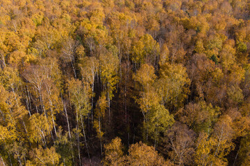 Fototapeta premium Golden autumn, Treetops from a bird's eye view at sunset, the drone rises above the trees, golden tree crowns, a path in the forest