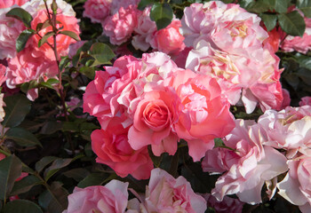 Obraz premium Floral. Closeup view of Floribunda hybrid Rosa Jardins de France flower cluster of pink, fuchsia, magenta and white petals, spring blooming in the garden.
