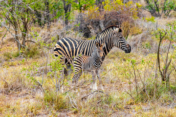 Mother and baby zebra Kruger National Park safari South Africa.