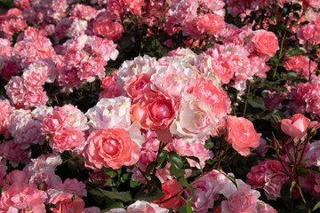 Floral. Closeup view of Floribunda hybrid Rosa Jardins de France flower cluster of pink, and white petals, spring blooming in the garden.