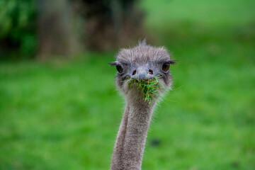 An Ostrich looking towards camera.