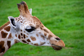A closeup of a Rothschild's giraffe.