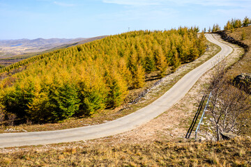 Empty road and yellow forest natural landscape in autumn.Road and trees background.