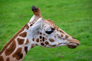 A closeup of a Rothschild's giraffe in grassland.