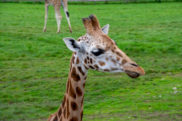 A closeup of a Rothschild's giraffe.