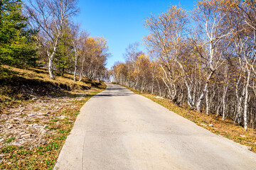 Fototapeta na wymiar Empty road and colorful forest scenery in autumn season.