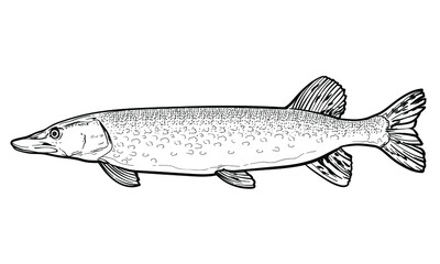 Hand-drawn Pike. Black and white. Vector sketch of a fish isolated on a white background.
