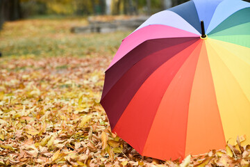 palette of bright warm colors on golden leaves carpet , multy-colored umbrella for autumn rainy weather. Bright autumn