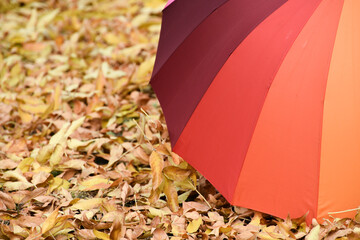 palette of red colors on yellow leaves carpet , umbrella close-up