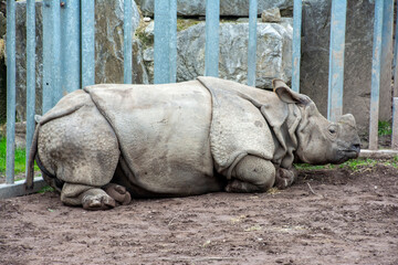 An Indian Rhinoceros resting on the ground.