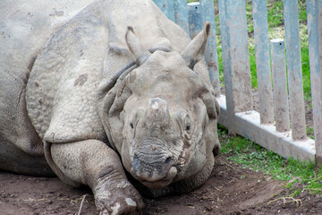 An Indian Rhinoceros resting on the ground.