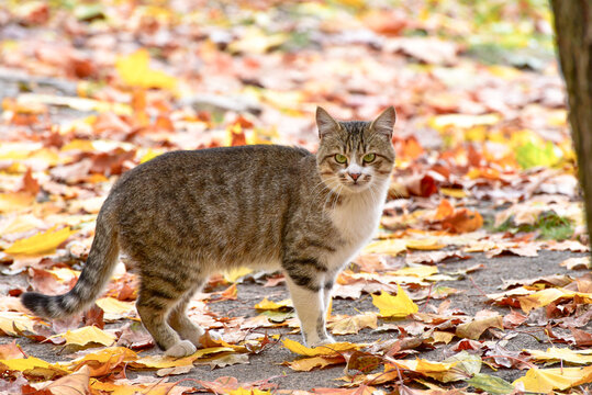 Stripped homeless cat walking yellow fallen leaves, golden autumn