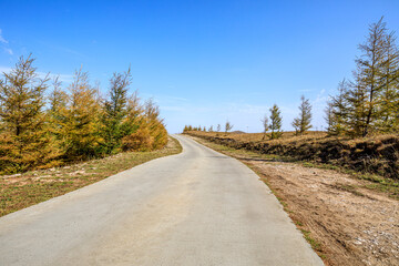 Fototapeta na wymiar Empty road and yellow forest natural landscape in autumn.Road and trees background.