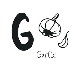 Hand drawn set of Garlic and letter. Vector artistic drawing food and alphabet. Help illustration for Language Teaching