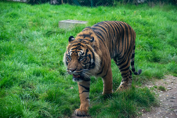 Obraz premium A Sumatran Tiger walking through jungle.