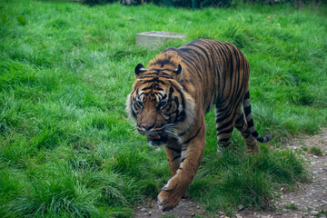 A Sumatran Tiger walking through grassland.