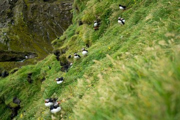 Papageientaucher Papageitaucher Island