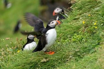 Papageientaucher Papageitaucher Island