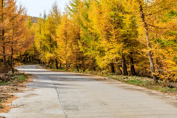 Fototapeta premium Empty road and yellow pine forest natural landscape in autumn.Road and woods background.