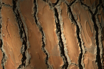 Rinde eines Pinienbaumes in der Toskana